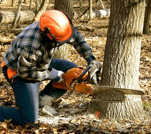 Tree Removal in Frackville, PA